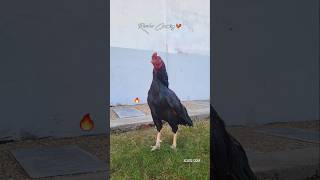 Mushka Lakha Aseel Murga Crowing  aseel murga tiktok shorts [upl. by Rickie27]