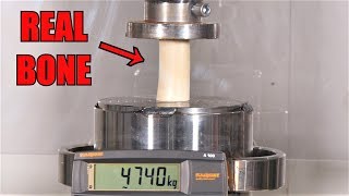 How Strong Is a Bone Hydraulic Press Test [upl. by Sadnak300]