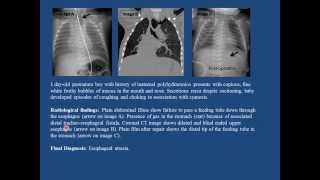 Pediatric Gastroenterology II [upl. by Oberheim]