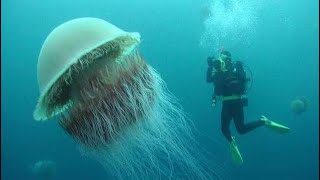 WORLD’S LARGEST JELLYFISH LION’S MANE [upl. by Comras]