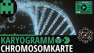 Karyogramm Chromosomenkarte │Biologie Lernvideo Learning Level Up [upl. by Aelyk]