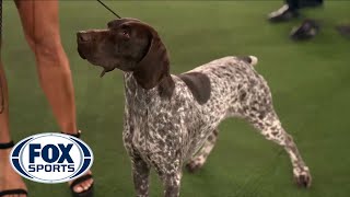 Jade the German Shorthaired Pointer wins the Sporting Group  FOX SPORTS [upl. by Nevaj609]