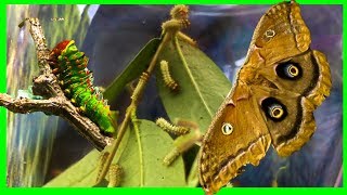 Polyphemus Silk Moth Life Cycle Part 1  Giant Silk Moth [upl. by Bazil]