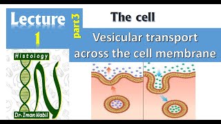 1cVesicular transport across the cell membrane Endocytosis and ExocytosisCellHistology [upl. by Estas]