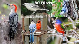 Identify Your Backyard Birds [upl. by Ancilin]