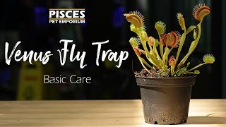 How to Care for the Venus Fly Trap [upl. by Hepza]