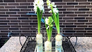 How to Grow Hyacinth in Water [upl. by Carmela57]