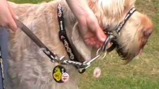 Dogmatic Headcollar and Training Lead  how to fit and use [upl. by Blount]