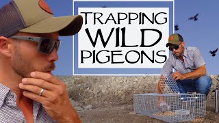 Trapping Wild Pigeons And Training Homing Pigeons [upl. by Nitaf]