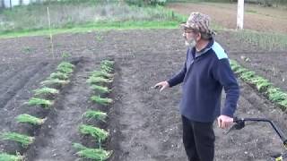 Plantando tomates con truco [upl. by Kono]