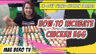 Proper Chicken Egg Incubation Process  Rhode Island Red [upl. by Eirrol]