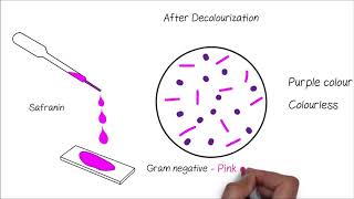 Grams Staining [upl. by Meriel]