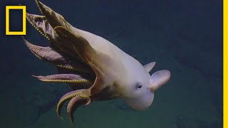 Rare Dumbo Octopus Shows Off for Deepsea Submersible  National Geographic [upl. by Scheld31]