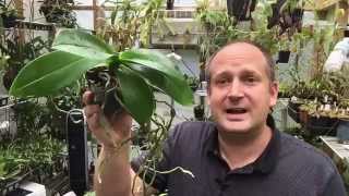 ORCHID ROOT CARE WHAT TO DO WITH THOSE ORCHID AERIAL ROOTS [upl. by Nanci]