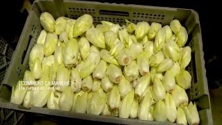 Comment ça marche la culture de l’endive [upl. by Anhoj]