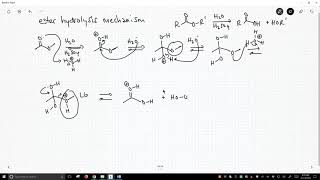 mechanism of ester hydrolysis [upl. by Ainahs]