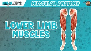 Muscles of the Lower Limb  Anatomy Model [upl. by Reemas]