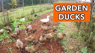 Ducks for Pest Management in the Garden [upl. by Toll755]