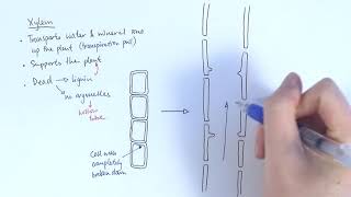 AS Biology  Transport systems in plants OCR A Chapter 91 [upl. by Asir]