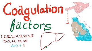 Coagulation Factors  Hemostasis  Hematology [upl. by Yoo640]