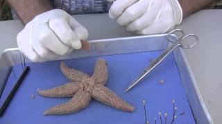 Starfish Dissection [upl. by Alix]