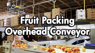 Fruit Packaging using an Empty Carton Delivery Conveyor [upl. by Clintock]