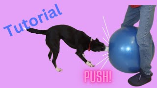 Treibball Push Ball Urban Herding A Great Enrichment Game for Energetic Dogs [upl. by Helmut]