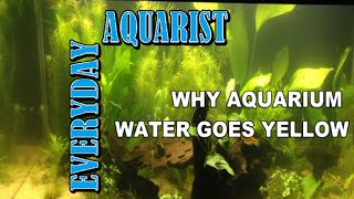 How To Stop Yellow Aquarium Water [upl. by Lampert]