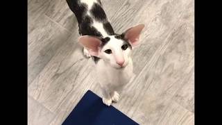 Teddy the most famous honking Oriental Shorthair Cat [upl. by Daiz]