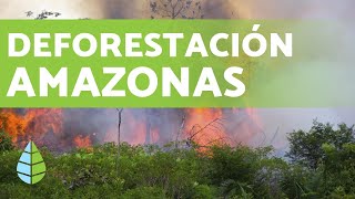 DEFORESTACIÓN DEL AMAZONAS en 2019 [upl. by Madaih]