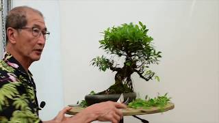 How to care for Ficus Bonsai [upl. by Jessamyn194]