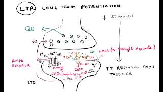 Synaptic plasticity Habituation Sensitization LTP LTD [upl. by Llebiram26]