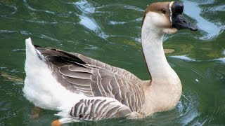 African Geese  Large Hardy Grazers [upl. by Ahsikad834]