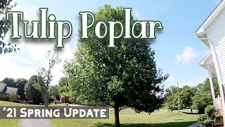 Spring 2021 Update  Tulip Poplar Trees  Liriodendron tulipifera [upl. by Orelie]