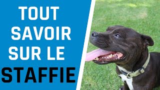 TOUT SAVOIR SUR LE STAFFIE CARACTERE COMPORTEMENT PRIX [upl. by Assilem326]