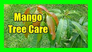 Mango Tree Care Mango Plant Pruning Mango Flower Drop Control Mango Flowering Spray [upl. by Gnuoy]