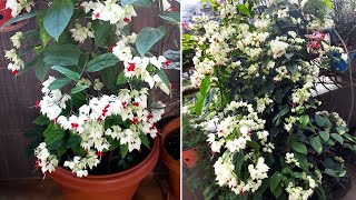 GROWING Bleeding Heart amp TIPS For Maximum Flowers [upl. by Gronseth629]