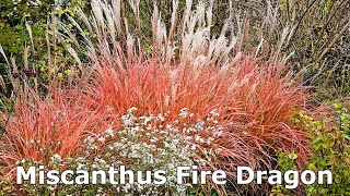 Miscanthus Fire Dragon Maiden Grass  Easy to Grow Ornamental Grass with Stunning Late Fall Color [upl. by Kopple5]