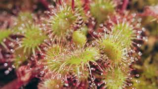 Sundews A Sticky Situation  feat Drosera Rotundifolia [upl. by Rosco]