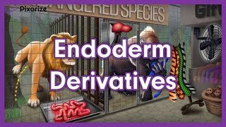 Endoderm Derivatives Mnemonic  MCAT Preview [upl. by Eessac]