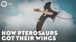 How Pterosaurs Got Their Wings [upl. by Eniamrahc]