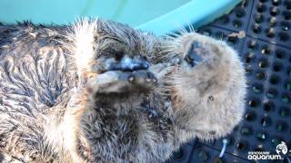 Rescued Sea Otter Munches His Clams [upl. by Comyns]