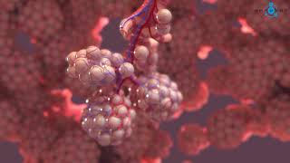 Alveoli 3D Medical Animation [upl. by Punak]