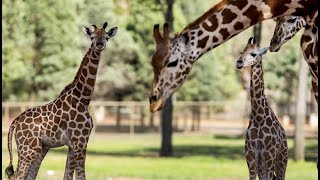 Taronga Western Plains Zoo  Dubbo Australia [upl. by Ranitta]