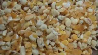 Maize Grits and Germs Production Machinery Plant [upl. by Ahsier]