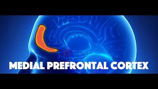 Medial Prefrontal Cortex [upl. by Hiroshi860]