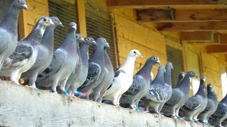 A Day in the Life of Young Racing Pigeons [upl. by Eba465]