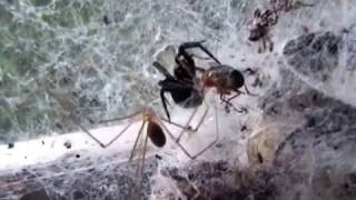 Daddy Long Legs vs Black house spider scary fighting over fly [upl. by Nnovahs]