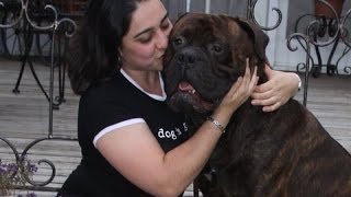 TWO BULLMASTIFF ONE HEARTWARMING STORY [upl. by Acemahs]