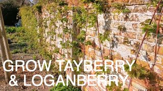 Grow Tayberry amp Loganberry [upl. by Ayhtak622]